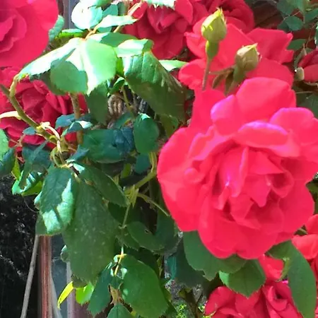 Lena Bed & Breakfast *